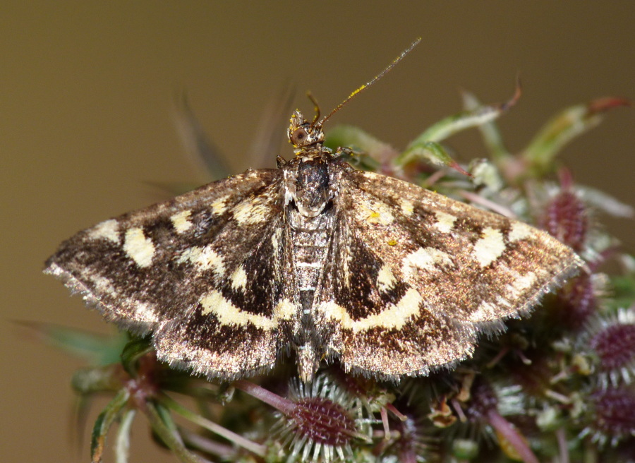 Piccola farfalla da identificare